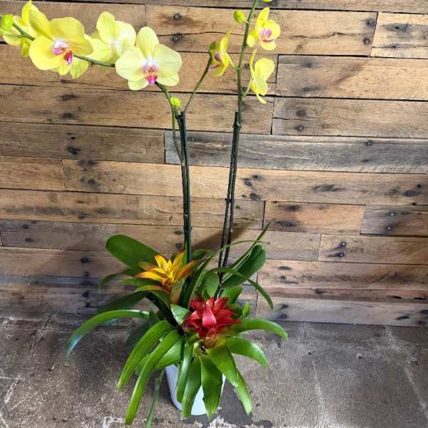 ORCHID FANTASY