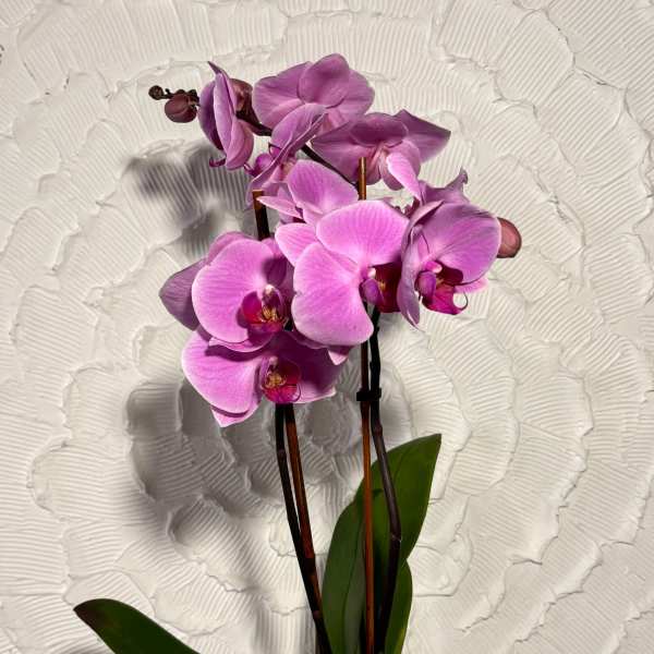 Pink orchid plant in a white pot