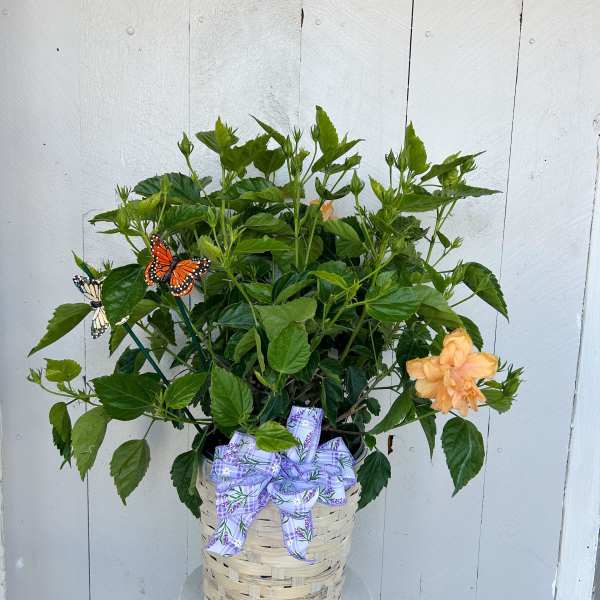 Orange Hibiscus