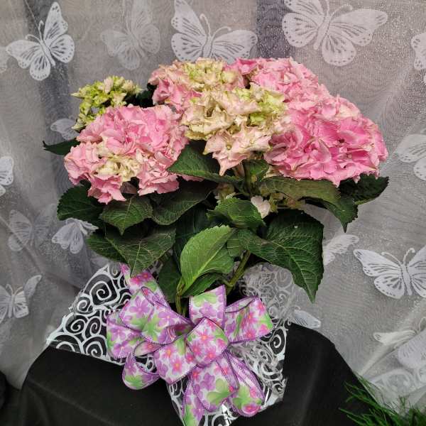 Potted pink hydrangea arrangement with a decorative ribbon bow