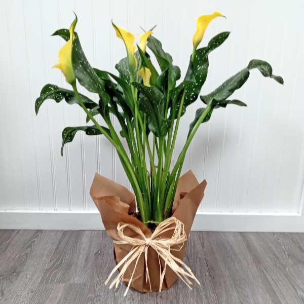 Calla Lily Plant- Annual (limited quantity)
