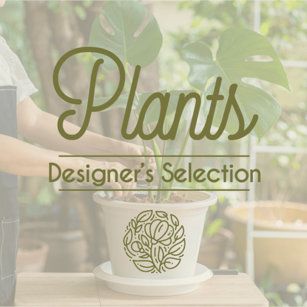 Potted monstera plant with large split leaves in a white container