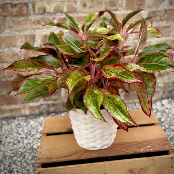 Red Algaonema