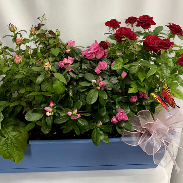 Potted patio garden