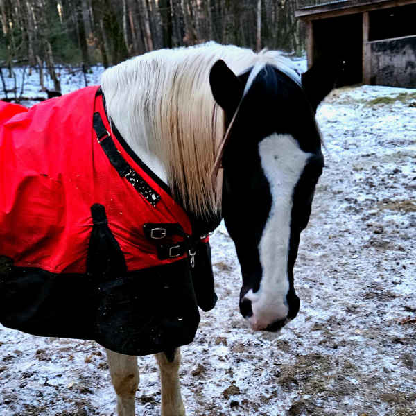 horsing around