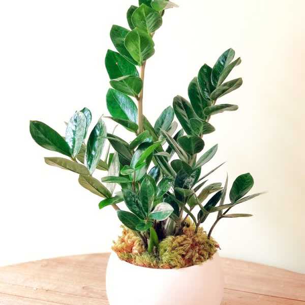 ZZ Planter