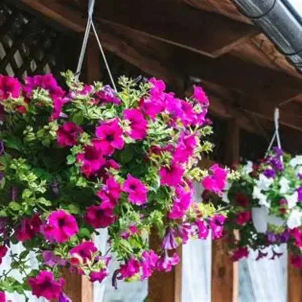 Blooming Hanging Plants