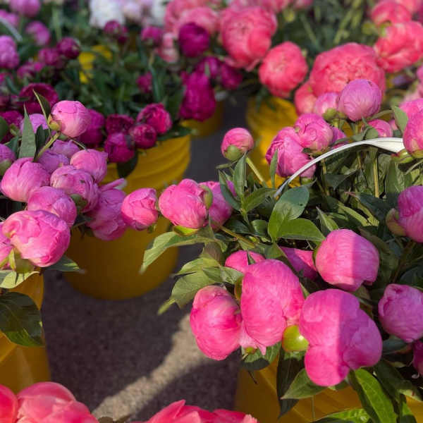 Buckets of pink peony buds at a flower market