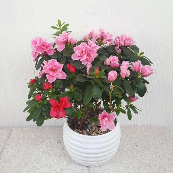 Azalea plant