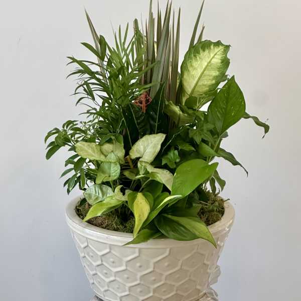 Dish Garden 12" by Westford Florist
