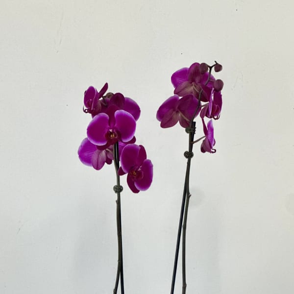 Phalaenopsis Orchids by Westford Florist Art by Veny