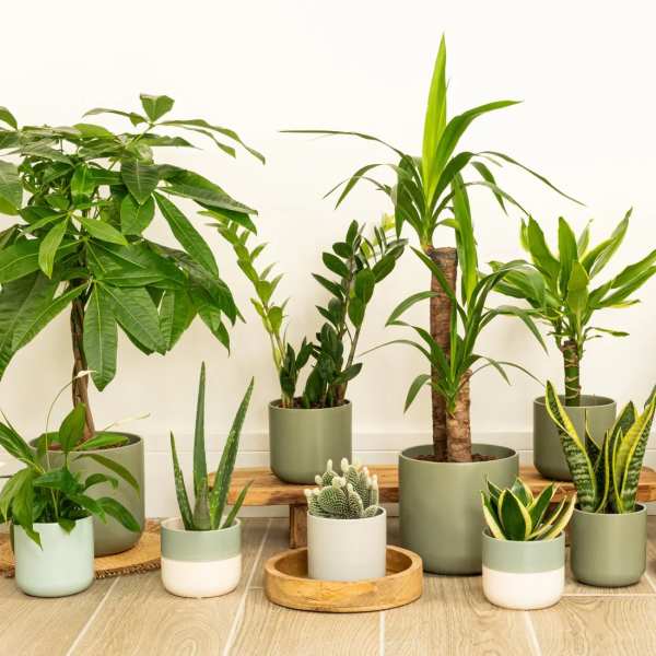 Assorted potted houseplants and succulents in ceramic pots