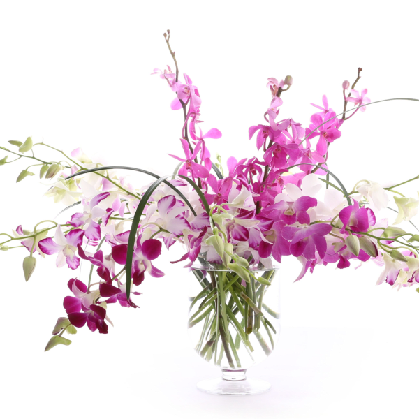 ORCHID VIBES