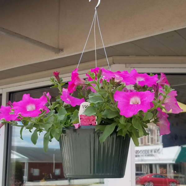 Hanging pot of bright pink petunias in a dark green container