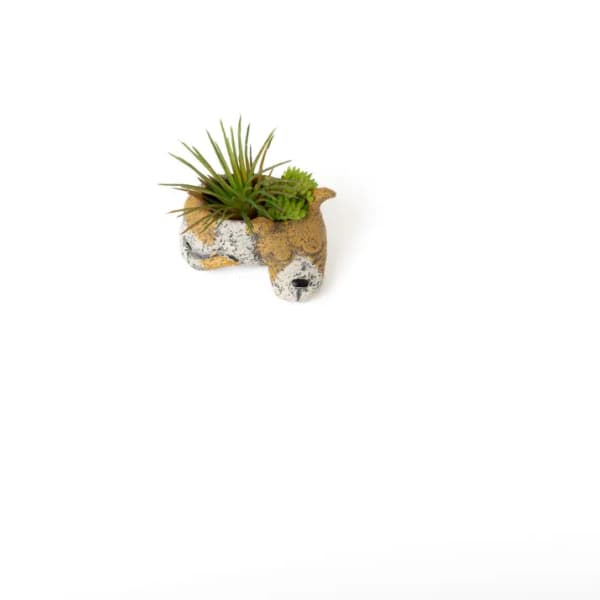 Small succulent arrangement in a textured animal-shaped planter