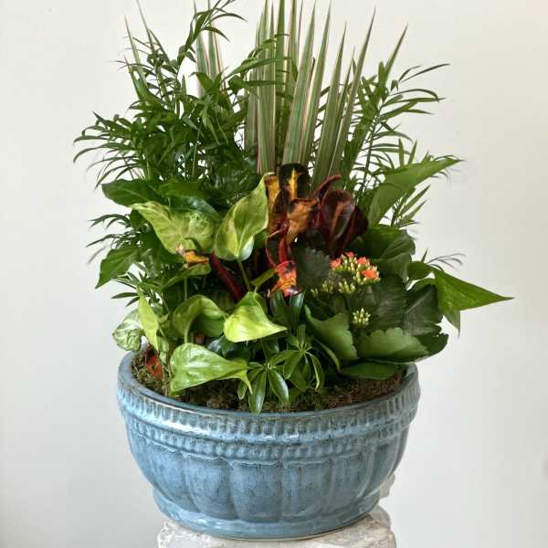 Dish Garden by Westford Florist Floral Art by Veny 12-inches, including blooming Kalanchoe.
