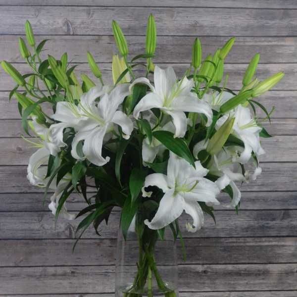 Pure Majesty