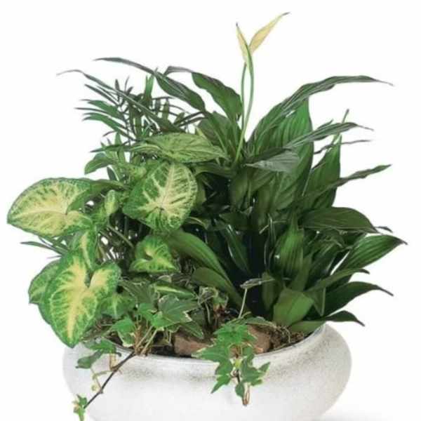 European Dish Garden - Sympathy