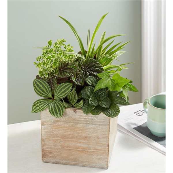 Dish Garden