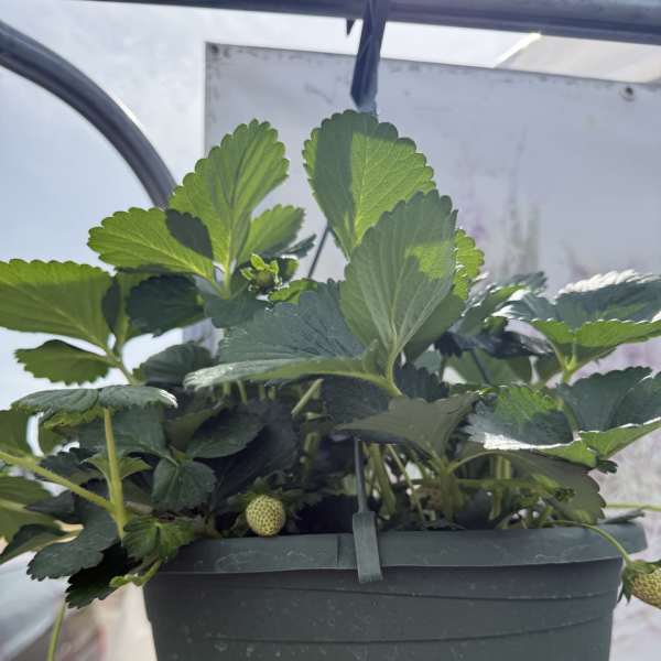 Everbearing Strawberry Plant