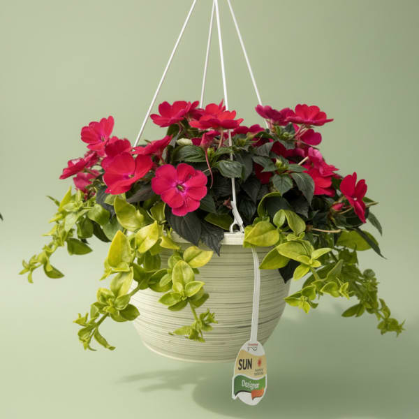Large Hanging Basket
