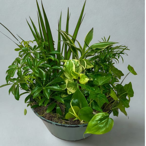 Micro Garden
