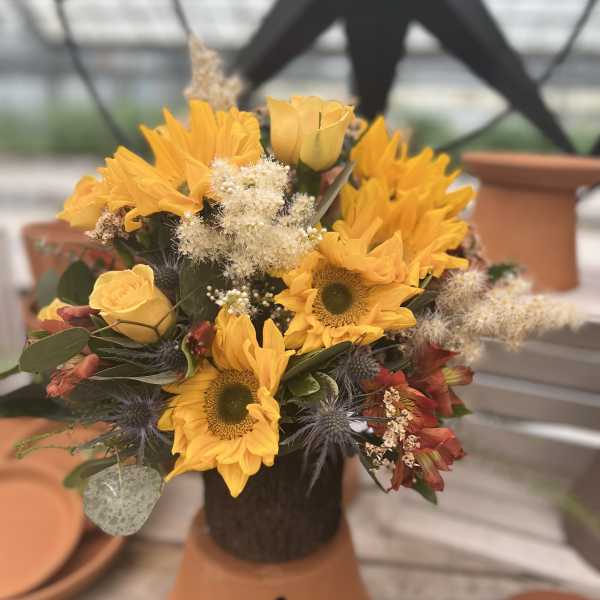 Sunflower Surpreme