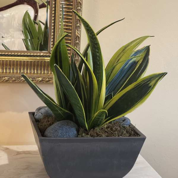 Potted snake plant in a rectangular black planter with decorative stones