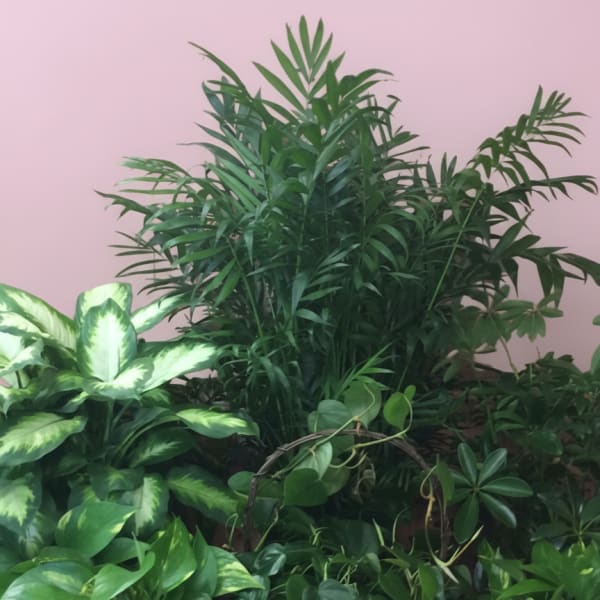 Green plant