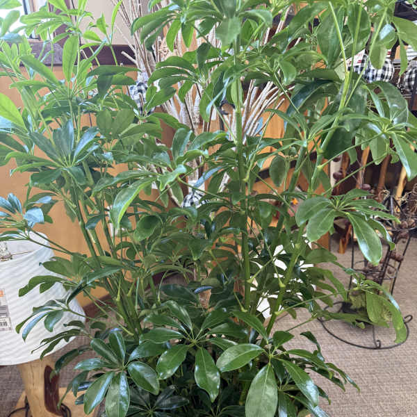 Arboricola Plant in Basket