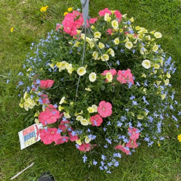 Hanging basket of pink, yellow, and blue flowers