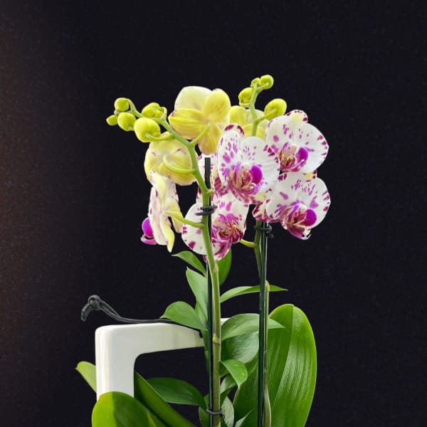 Potted yellow and white speckled orchids with green leaves in a modern white ceramic rectangular vase