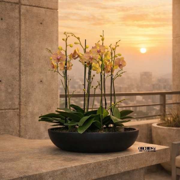 Potted orchid arrangement in a black bowl on a stone ledge at sunset.