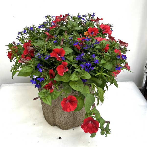 Red and purple mixed flowers in a textured pot
