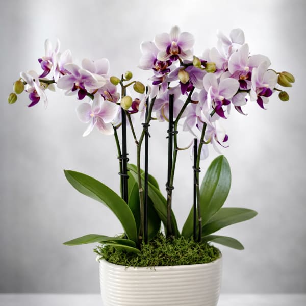 Potted white and purple orchid plant in a rectangular white ceramic container
