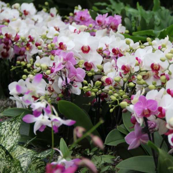 Clusters of white and pink orchids with green buds and broad leaves