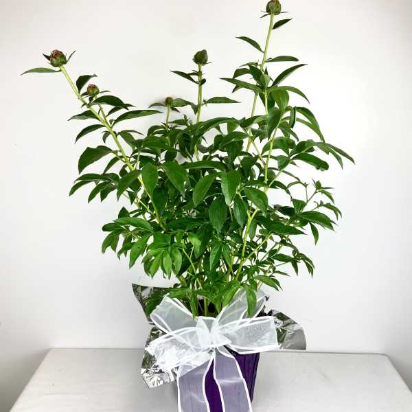 Perennial Peony