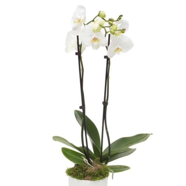 White orchid plant in a white pot with moss cover