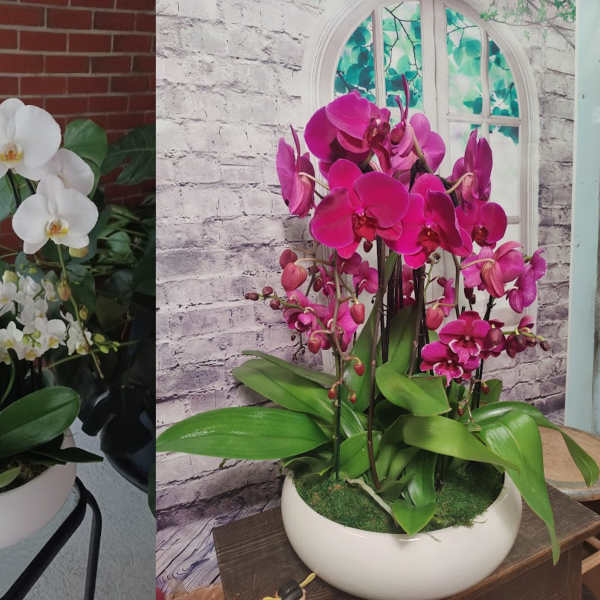 Swan Orchid Garden