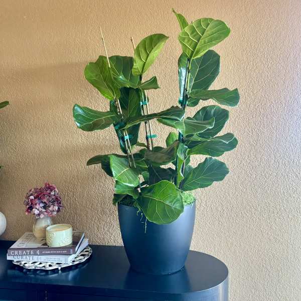 Fiddle Leaf Fig Plant
