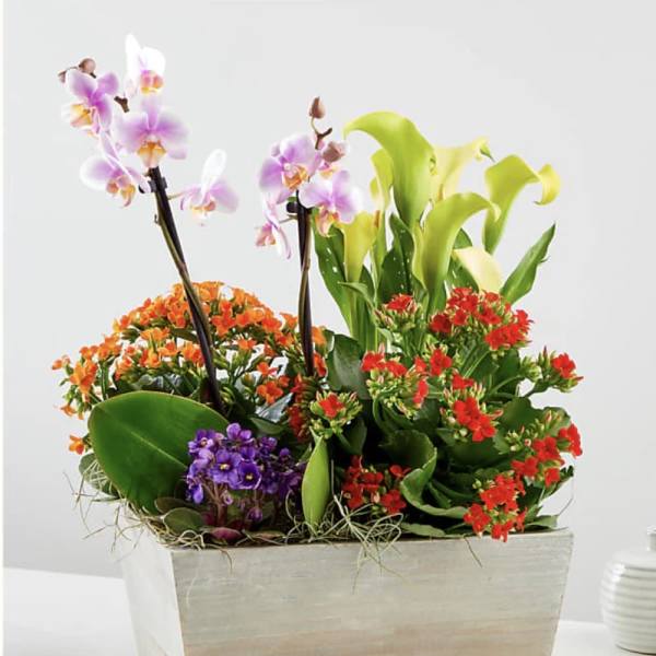 Garden Orchid