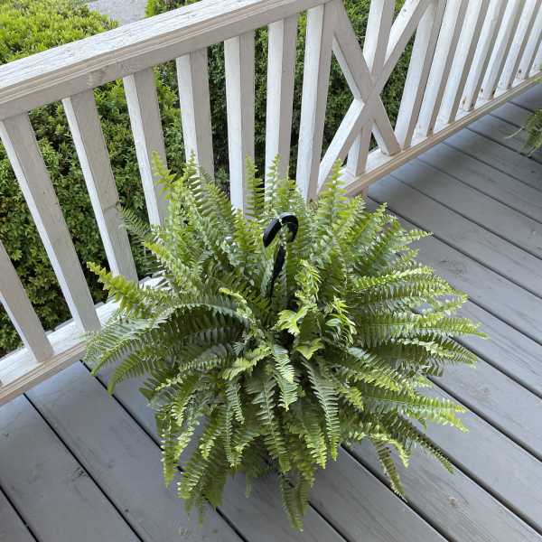 Potted fern plant with arching fronds on a porch