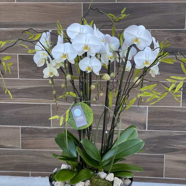 Modern Orchid