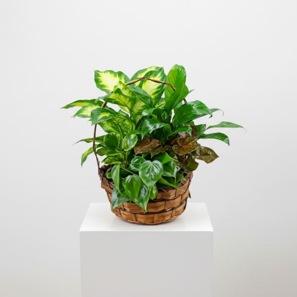 Dish Garden Basket