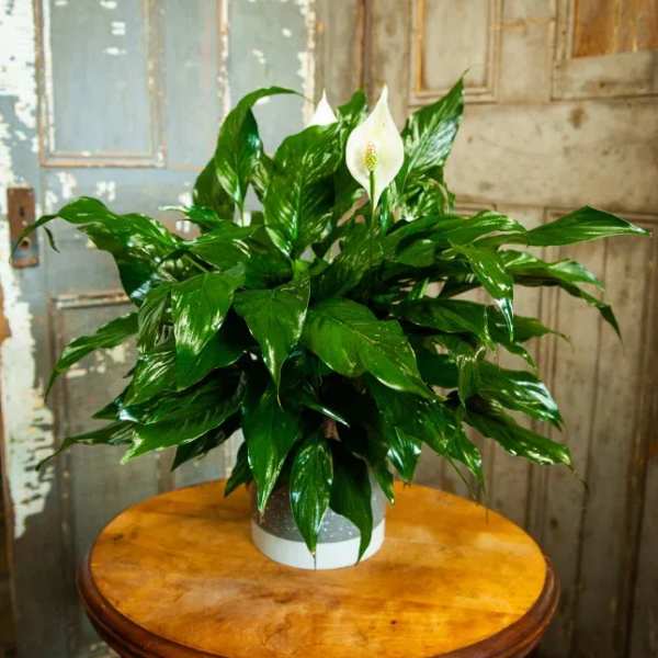 Potted peace lily with white blooms on a round table