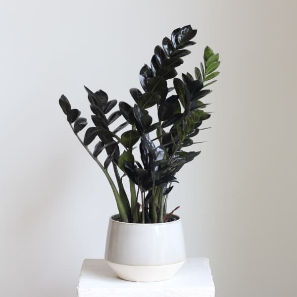 Raven ZZ Plant
