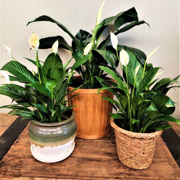 Three potted peace lilies with white blooms on a wooden table