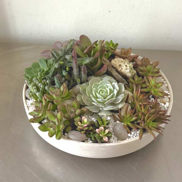 Round dish garden of assorted succulents in a white bowl