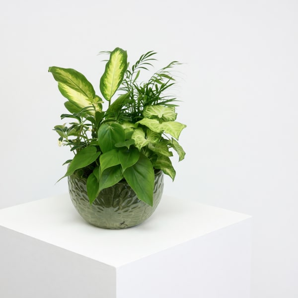 Plant Haven (Plants and container vary)