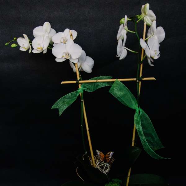 White orchid arrangement with bamboo stakes and green ribbon on a black background